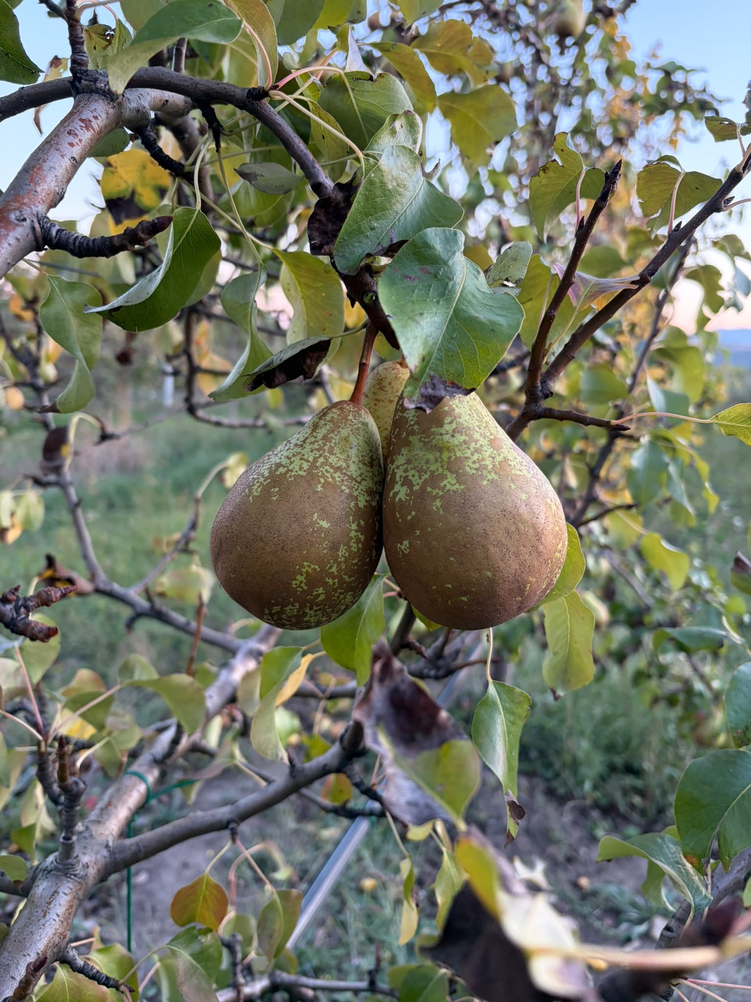 Pere coapte pe ramură